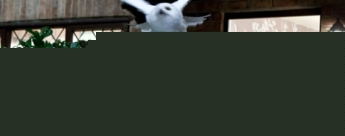 Harry Potter y las reliquias de la muerte