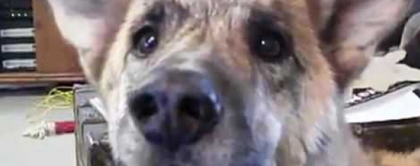 Ultimate Dog Tease