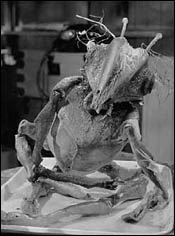 Quatermass: el profesor que salvo al mundo.